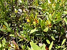 Persoonia procumbens