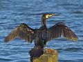 Great Cormorant Phalacrocorax carbo skarv Skarv