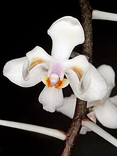 Description de l'image Phalaenopsis celebensis Orchi 206-1.jpg.