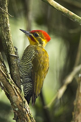 Pica-pau-dourado macho em Estado de Espírito Santo, Brasil