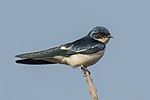 Pied-winged swallow Hirundo leucosoma