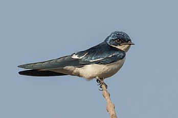 Andorinha-de-asa-malhada (Hirundo leucosoma) em Gâmbia. Esta espécie de andorinha não é migratória, mas endêmica da África Ocidental. (definição 2 801 × 1 867)