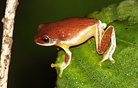 Pseudophilautus asankai