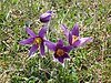 Pulsatilla Vulgaris On Therfield Heath