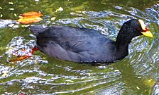 Red-gartered coot