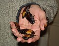 Madagascar hissing roaches