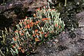 Cladonia avec apothécies