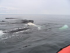 Humpback whales, females and cubs, North of Antiscosti Island[1]