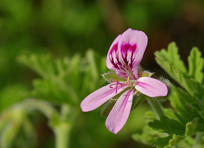 Цветок комнатной герани, или пеларгонии душистой (Pelargonium graveolens)