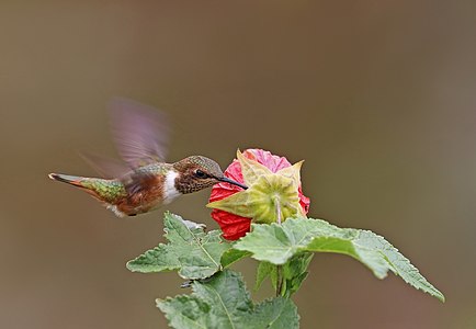 Scintillant hummingbird feeding on a flower, by Charlesjsharp