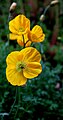 Papaver alpinum