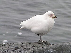 깍지부리물떼새 (Chionis albus)