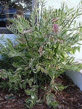 Pedilanthus tithymaloides