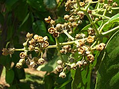 Fruit mûr d'Eucalyptus deglupta.