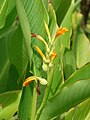 Canna jaegeriana