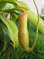 Upper pitcher of cultivated mature plant