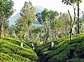 Image 31Tea plantation near Kandy (from Culture of Sri Lanka)