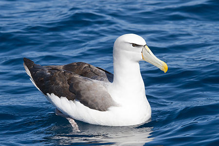 Swimming shy albatross, by JJ Harrison