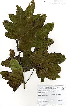 Specimen collected in Kakum National Park, Ghana