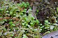 Liverwort, Tylimanthus pseudosaccatus