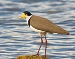 The Masked Lapwing (Vanellus miles novaehollandiae), commonly known as a "Plover"