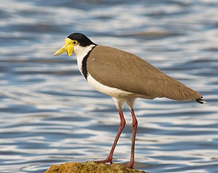 Masked Lapwing