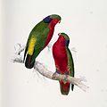 Rimiatara lorikeet, lithograph by Edward Lear