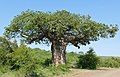 شجرة باوباب في جنوب أفريقيا
