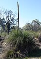 Xanthorrhoea preissii