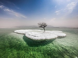 עץ מת על אי של מלח במרכז ים המלח - מיצג אמנותי.