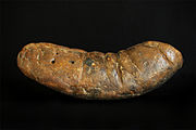The Kraken, a coprolite from the Miocene weighing 1.056 kg (2.33 lb)