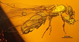 Acropyga glaesaria