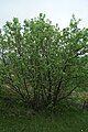 Arbuste en Ardèche