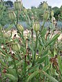 アルストロメリアの花が散った後