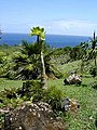 An alula plant at Limahuli Garden and Preserve, Kauaʻi.