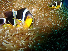 Amphiprion fuscocaudatus, pez payaso endémico de Seychelles