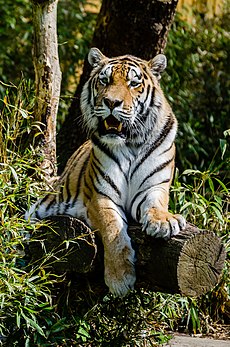 Tigre-siberiano (Panthera tigris altaica) no zoológico de Münster, Alemanha. (definição 678 × 1 024)