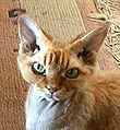 Hembra devon rex.