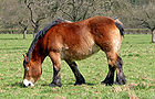 Un cheval ardennais