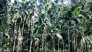 Areca palms in Ponda, India