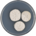 Aspergillus siamensis growing on CYA plate