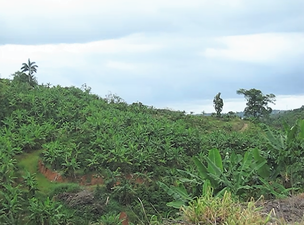 Vegetation in Espino barrio, Lares; view from PR-435 near PR-124 junction.