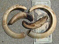 Tusks of a wild boar