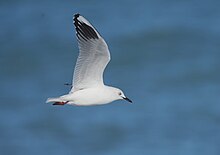 Black-Billed Gull (Chroicocephalus bulleri) flying past Coopers Lagoon. Black-Billed Gulls are one of many birds that can be seen flying over the lagoon or along the local coastline.