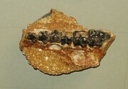 Bunolistriodon maxilla