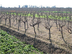 Vignoble moderne à 4 500 pieds/hectare, taillé en gobelet