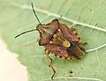 Carpocoris purpureipennis01 (Pentatomidae)