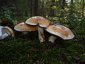 Cortinarius turmalis