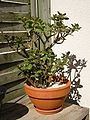 Crassula arborescens de 4 ans