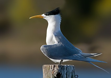 Greater crested tern in breeding plumage, by JJ Harrison